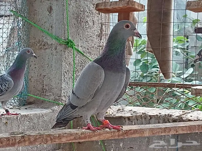 زواجل اصايل جانسونبيور 0