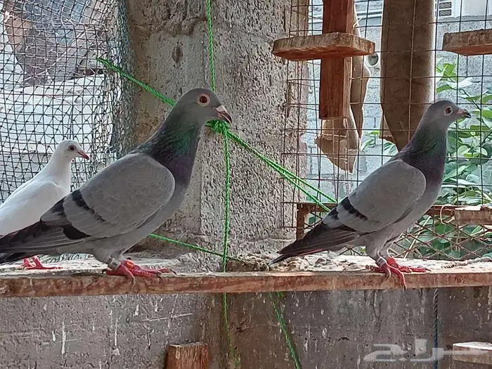 زواجل اصايل جانسونبيور 2