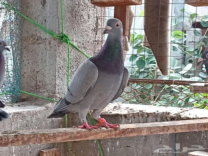 زواجل اصايل جانسونبيور 3