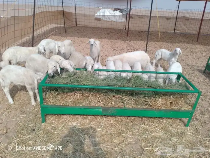 غنم حريه متاومه 7