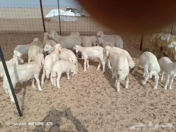 غنم حريه متاومه 5