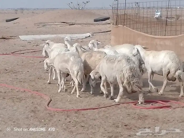 غنم حريه متاومه 3