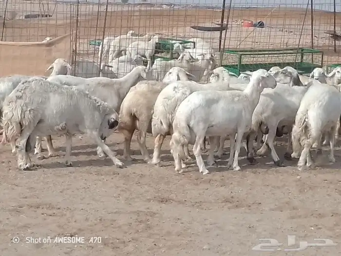 غنم حريه متاومه 1