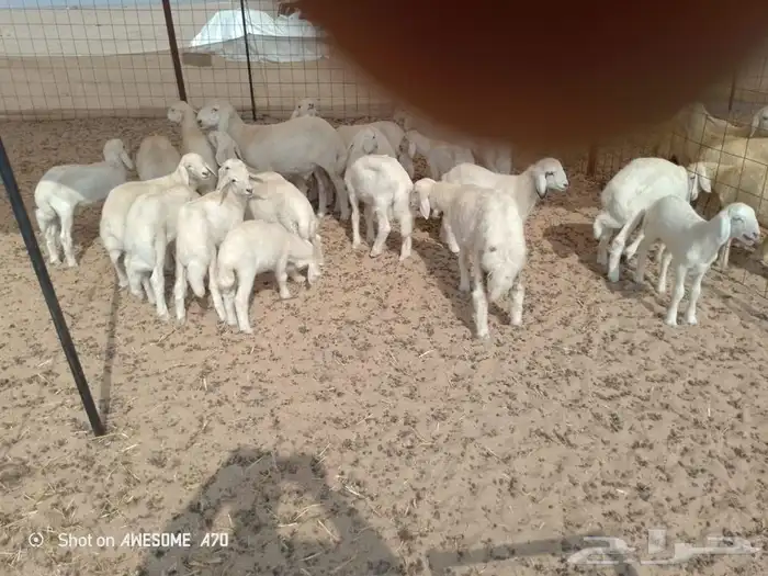 غنم حريه متاومه 6