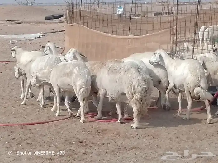 غنم حريه متاومه 4