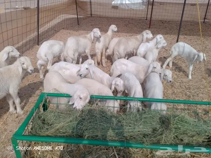 غنم حريه متاومه 0