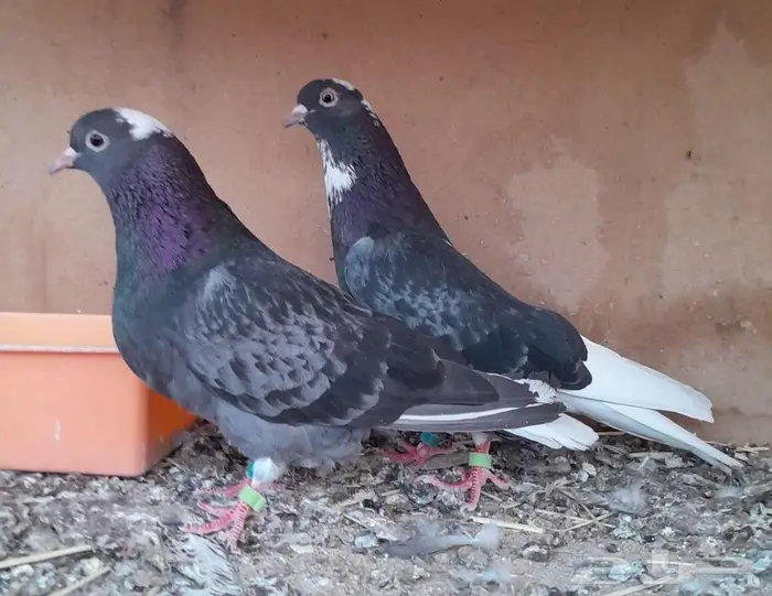 قطايف بالخرج 7