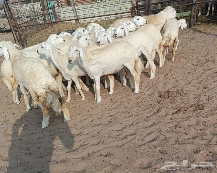 18 رخال صنف حريه مع فحلها في أملج -الحد موجود 5