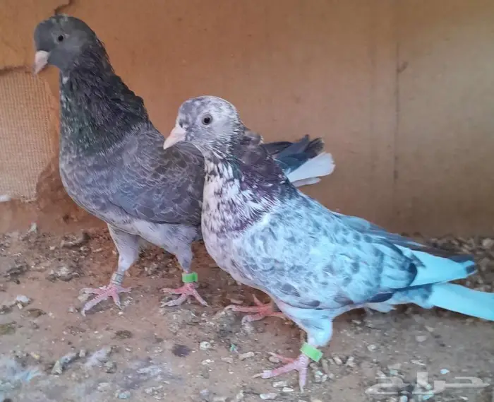 قطايف بالخرج 3