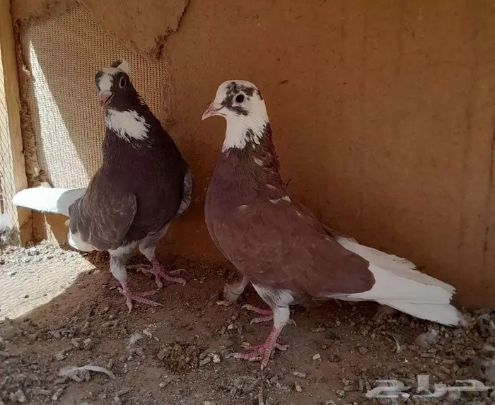 قطايف بالخرج 6