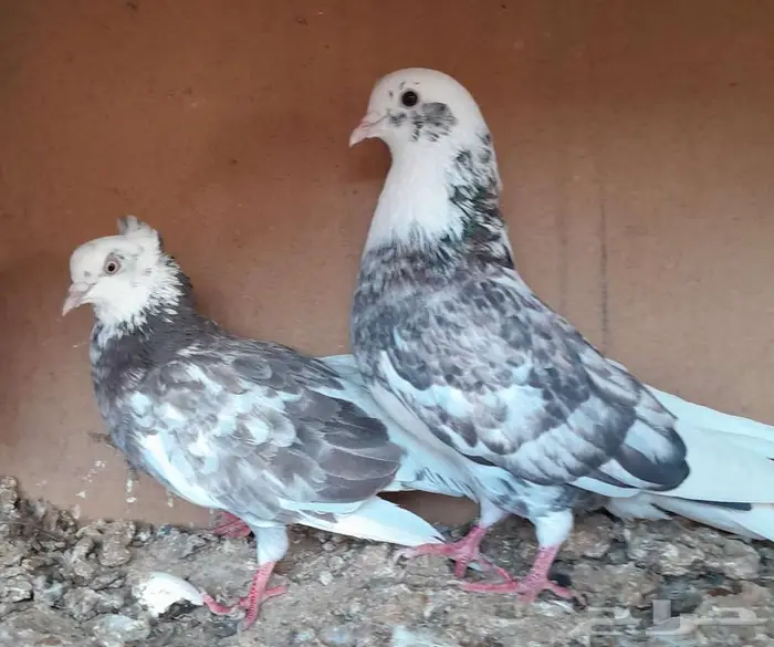 قطايف بالخرج 8