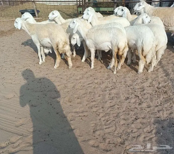 18 رخال صنف حريه مع فحلها في أملج -الحد موجود 4