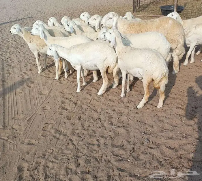 18 رخال صنف حريه مع فحلها في أملج -الحد موجود 0