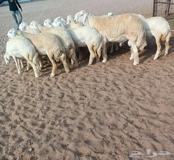 18 رخال صنف حريه مع فحلها في أملج -الحد موجود 2