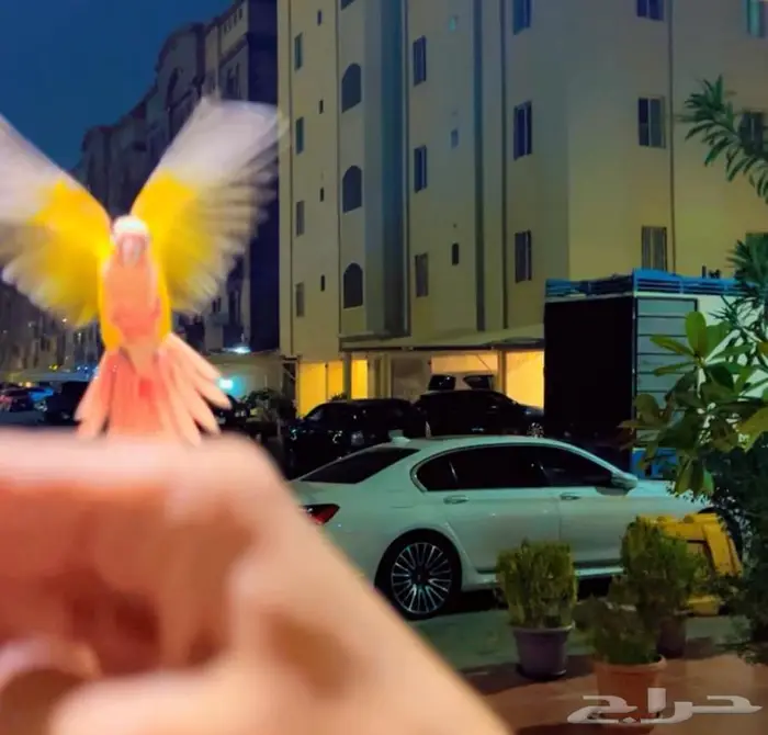 فرخ صن شيك دبل ريد فاكتور هدد خارجي و داخلي 3