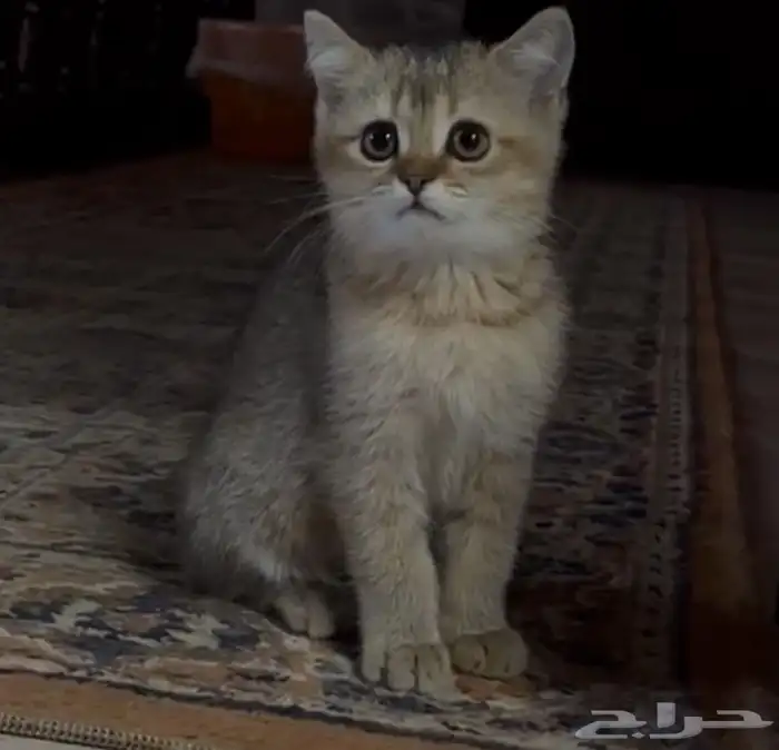 سكوتش بيور 0