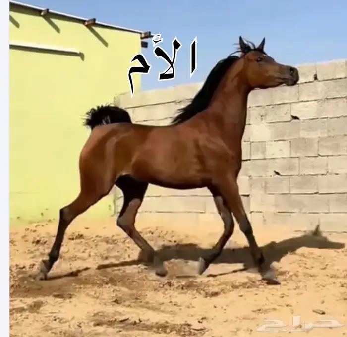 مهر للبيع 1