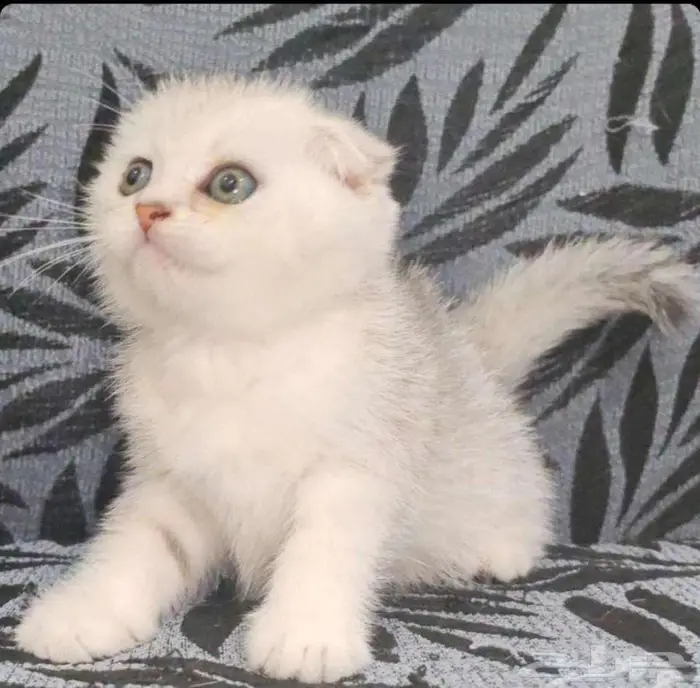 للبيع قط سكوتش ستريت وكيتن تربل فولد 11