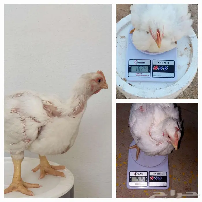 20 دجاج لاحم 0