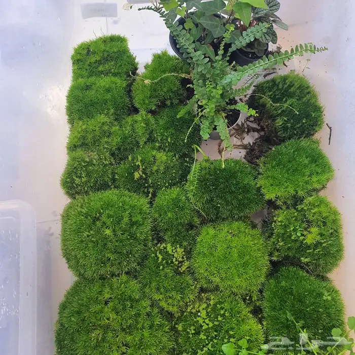 سمك الفايتر-حوض تيراريوم-نباتات نوادر -نبات الكوشن موس 0