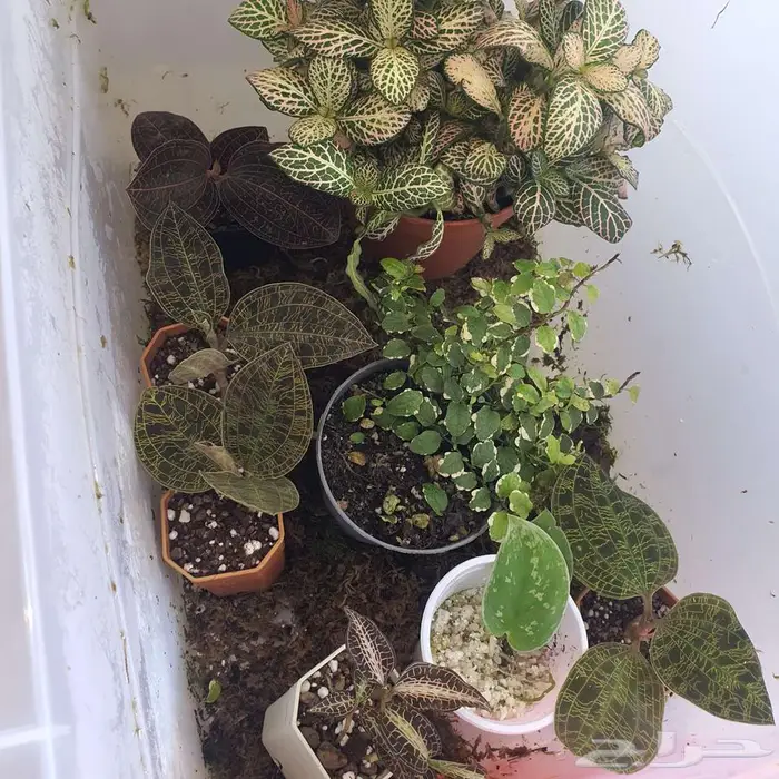 سمك الفايتر-حوض تيراريوم-نباتات نوادر -نبات الكوشن موس 2