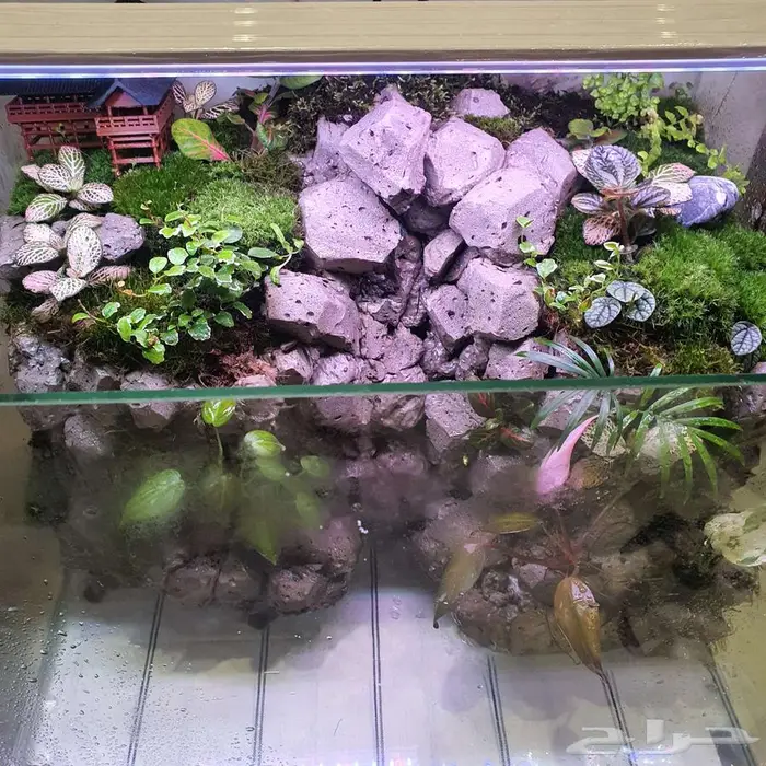 سمك الفايتر-حوض تيراريوم-نباتات نوادر -نبات الكوشن موس 1