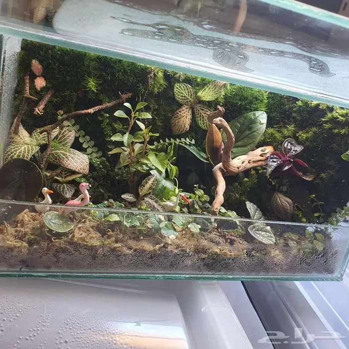 سمك الفايتر-حوض تيراريوم-نباتات نوادر -نبات الكوشن موس 4