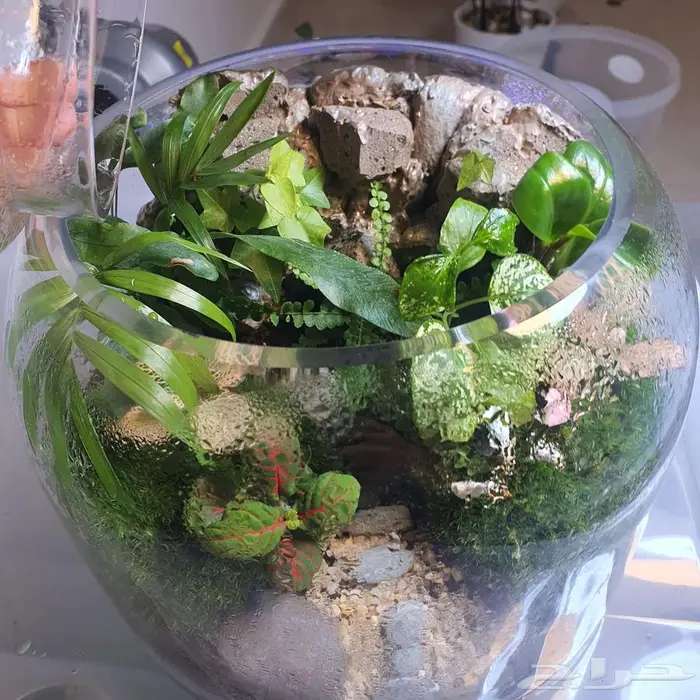 سمك الفايتر-حوض تيراريوم-نباتات نوادر -نبات الكوشن موس 5