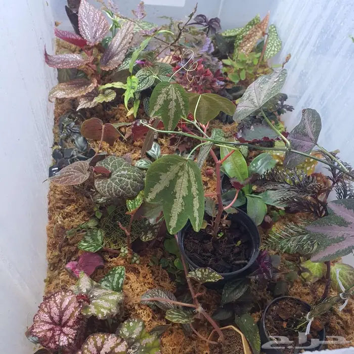 سمك الفايتر-حوض تيراريوم-نباتات نوادر -نبات الكوشن موس 3