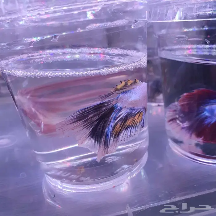 سمك الفايتر-حوض تيراريوم-نباتات نوادر -نبات الكوشن موس 8