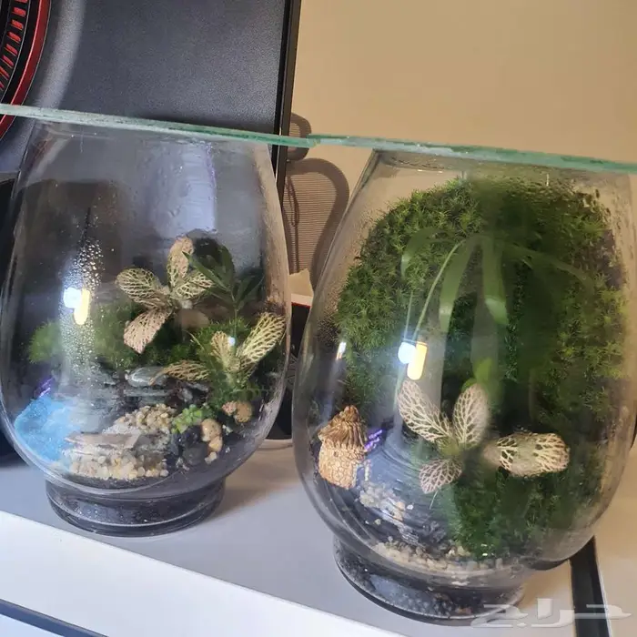سمك الفايتر-حوض تيراريوم-نباتات نوادر -نبات الكوشن موس 7