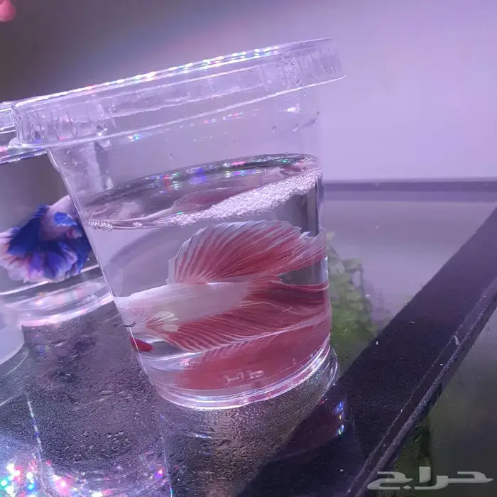 سمك الفايتر-حوض تيراريوم-نباتات نوادر -نبات الكوشن موس 11