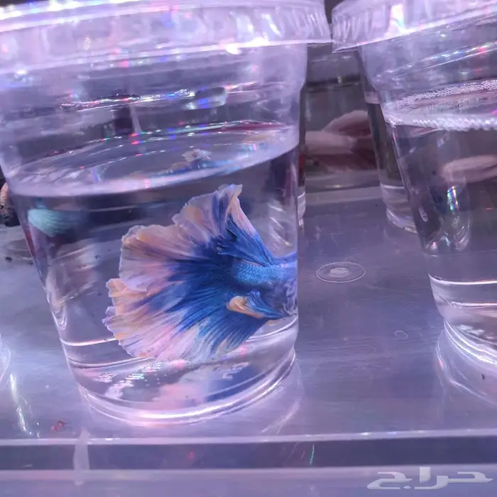 سمك الفايتر-حوض تيراريوم-نباتات نوادر -نبات الكوشن موس 9