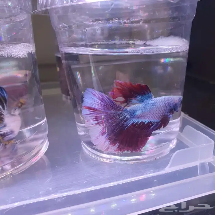 سمك الفايتر-حوض تيراريوم-نباتات نوادر -نبات الكوشن موس 10