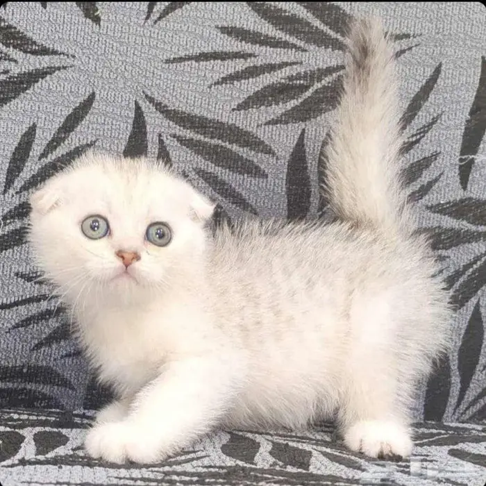 للبيع قط سكوتش ستريت وكيتن تربل فولد 2