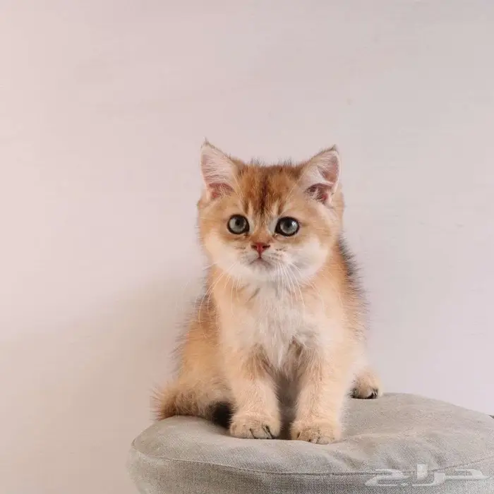 كيتين مسجل بريتش ابسولو غولد ny12 للبيع 1