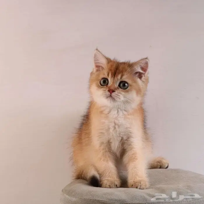 كيتين مسجل بريتش ابسولو غولد ny12 للبيع 0