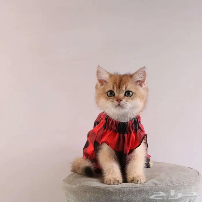 كيتين مسجل بريتش ابسولو غولد ny12 للبيع 5