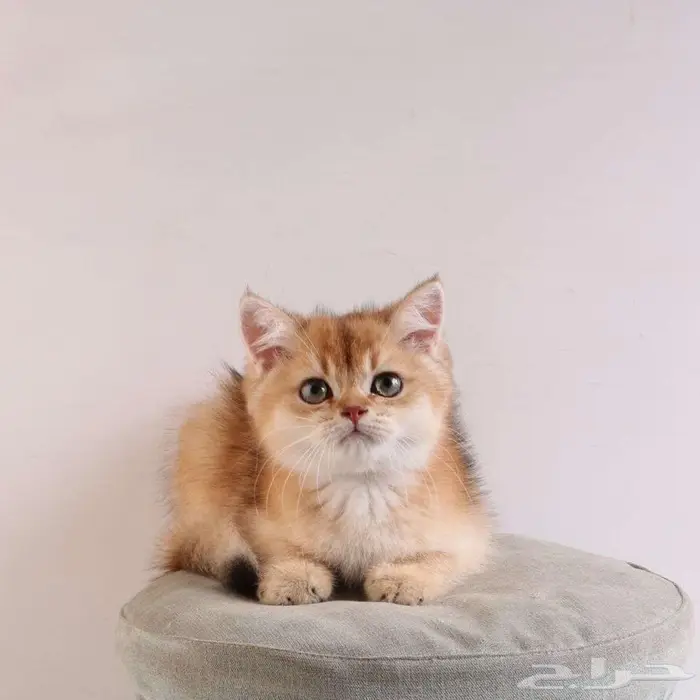 كيتين مسجل بريتش ابسولو غولد ny12 للبيع 8