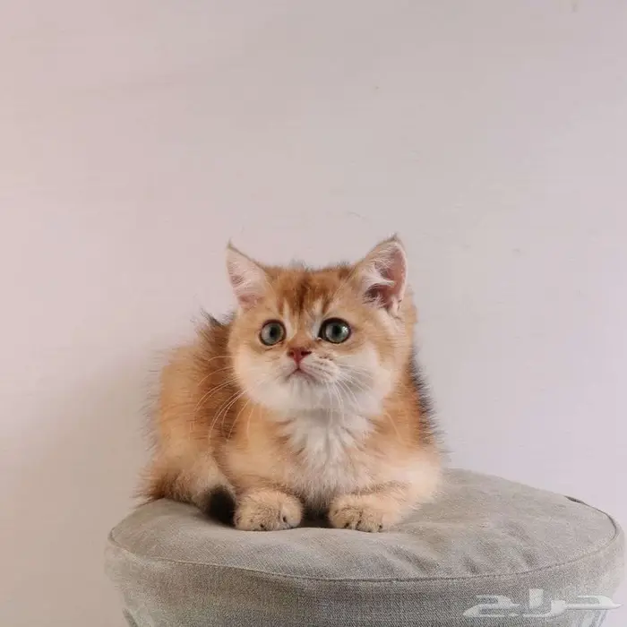 كيتين مسجل بريتش ابسولو غولد ny12 للبيع 7