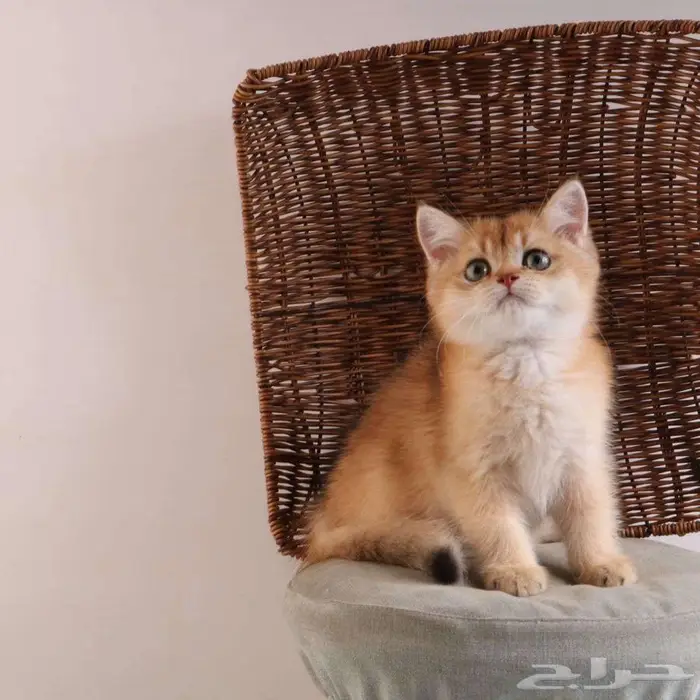 كيتين مسجل بريتش ابسولو غولد ny12 للبيع 12