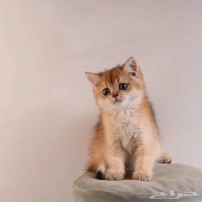 كيتين مسجل بريتش ابسولو غولد ny12 للبيع 3