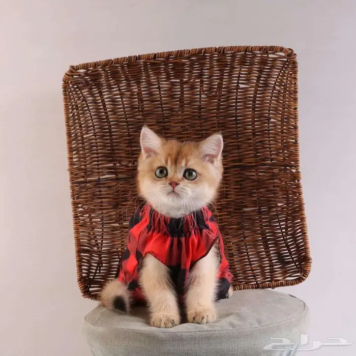 كيتين مسجل بريتش ابسولو غولد ny12 للبيع 4