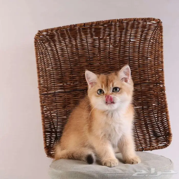 كيتين مسجل بريتش ابسولو غولد ny12 للبيع 14