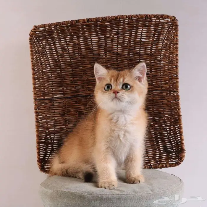 كيتين مسجل بريتش ابسولو غولد ny12 للبيع 15