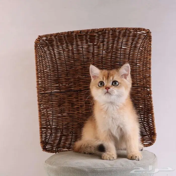 كيتين مسجل بريتش ابسولو غولد ny12 للبيع 16