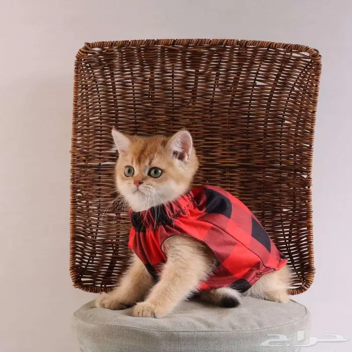 كيتين مسجل بريتش ابسولو غولد ny12 للبيع 17