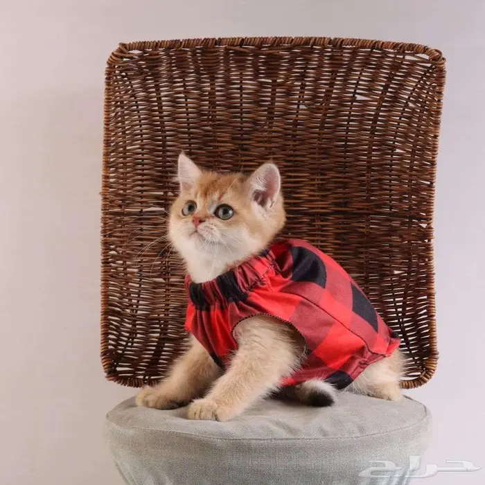 كيتين مسجل بريتش ابسولو غولد ny12 للبيع 20