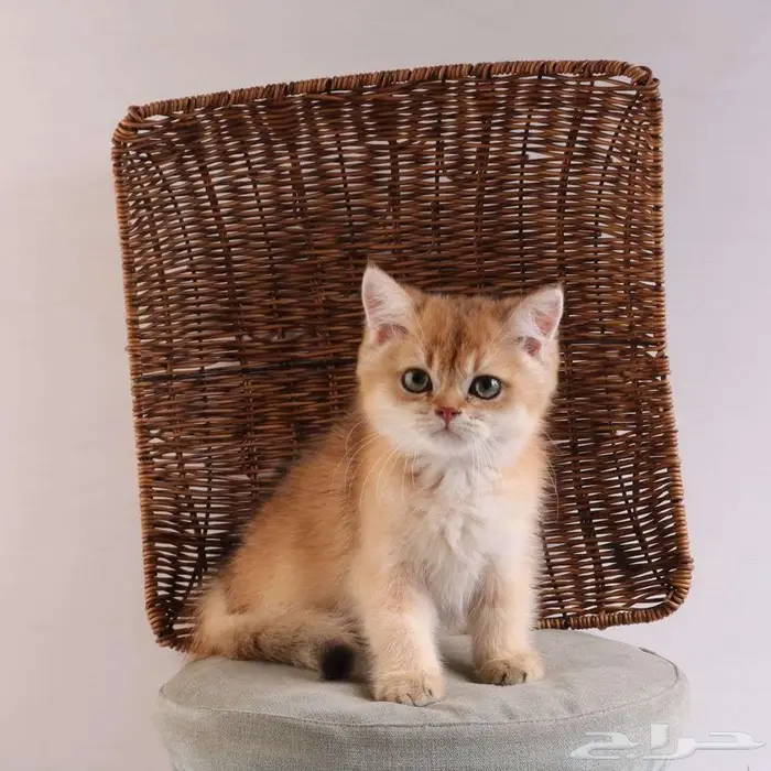 كيتين مسجل بريتش ابسولو غولد ny12 للبيع 18