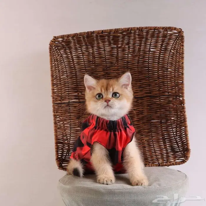 كيتين مسجل بريتش ابسولو غولد ny12 للبيع 19